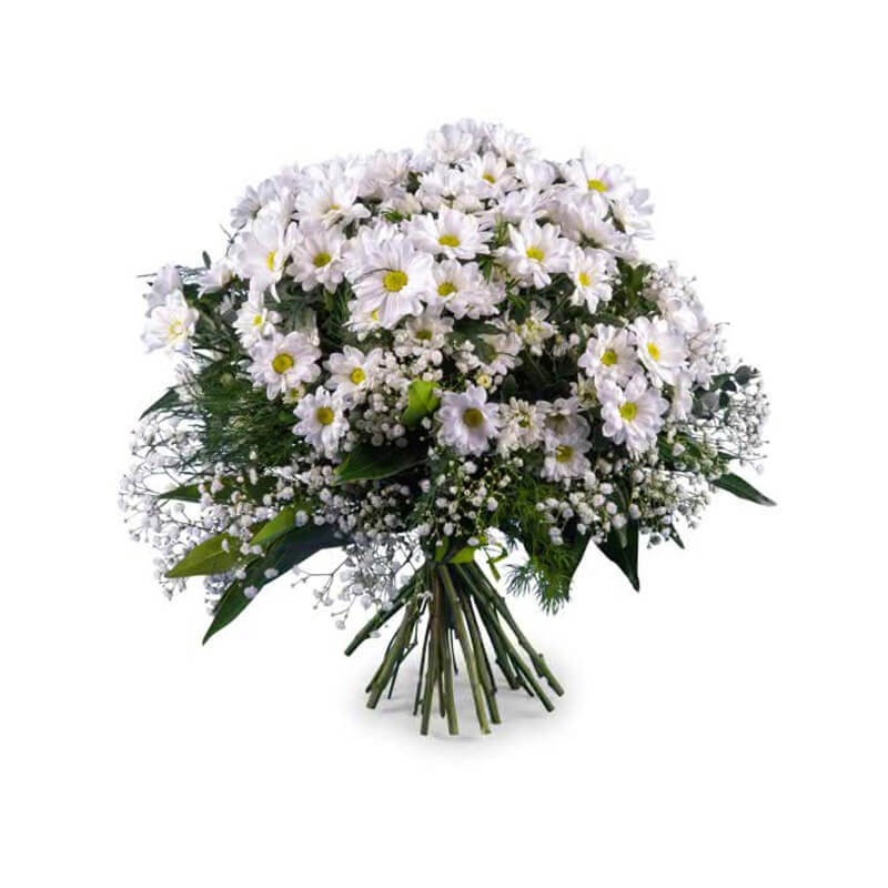 Bouquet de Margaridas - Plantivime