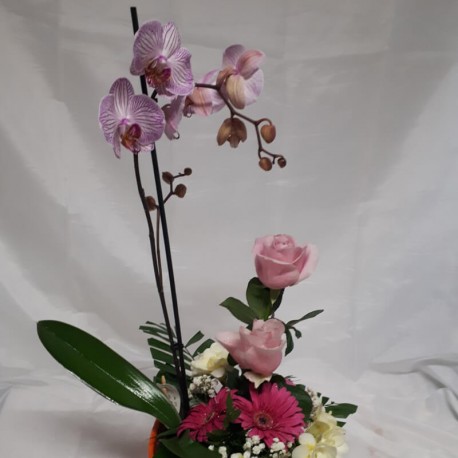 Ramo de Orquídeas, Rosas e Gerberas - Plantivime