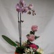 Ramo de Orquídeas, Rosas e Gerberas